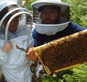 B&K Bees