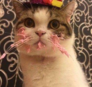 Capitan Gato Clips