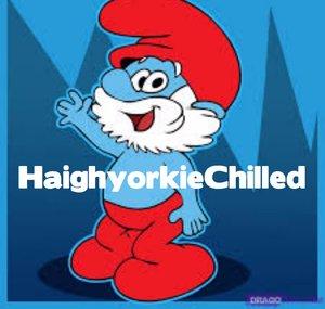 HaighyorkieChilled