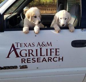 Livestock Guardian Dog - Texas A&M AgriLife