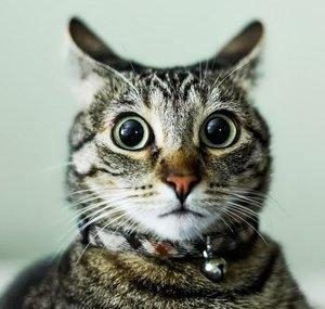whiffygoesmeow