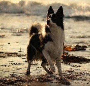 Balto32