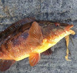 Corrigan Fishing
