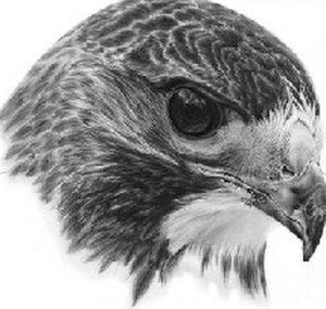 Harmless Hawk