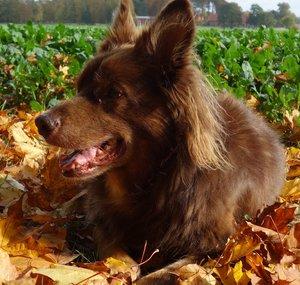Hiddensen Wanderungen, Garten- und Hundenews