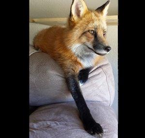 Loki the Red Fox