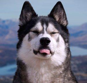 K'eyush The Stunt Dog
