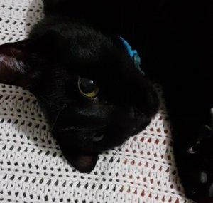 predosteixo
