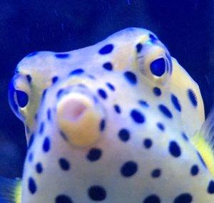 Prestige Reef