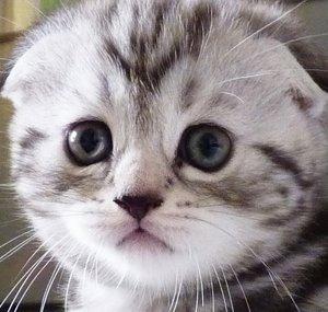 FunnyCatsChronicle