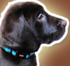GoodBoyMajor