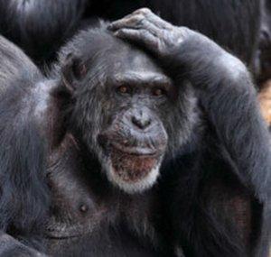 Monkey