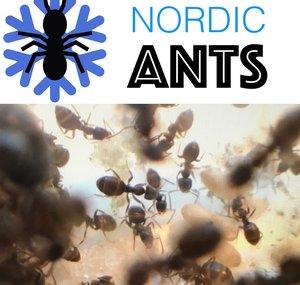 Nordic Ants