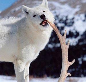 2rockwolf3