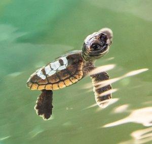 Elvar the Turtle