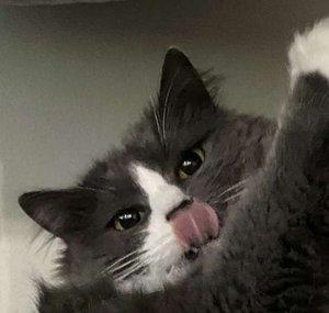 Phooker