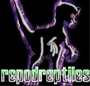 repodreptiles