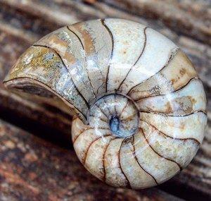 Yorkshire Fossils
