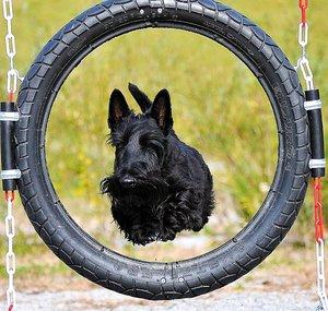 agilityscottie