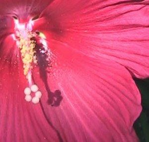 gardenvespers777