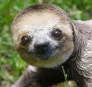 Gracie Sloth Playz