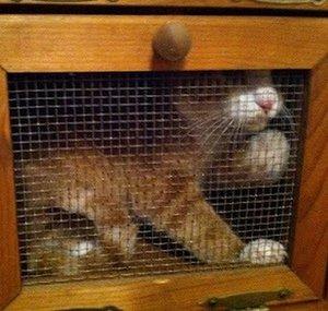 Killer Orange Cat