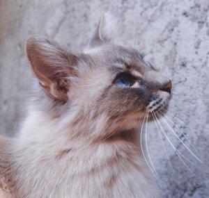 KYAN CAT