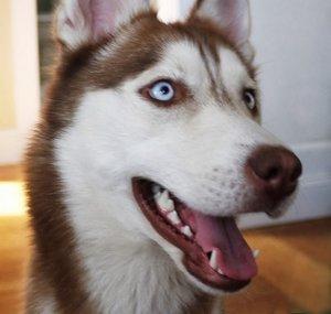 laikathehusky