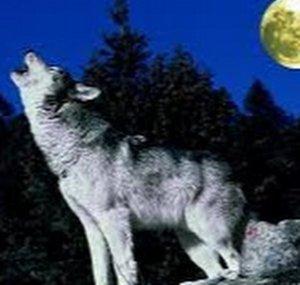 Wolf Kid