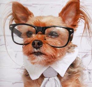 DextersRuffLife