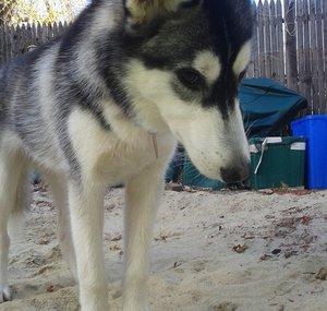SiberianAllie