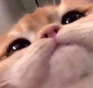 squewe