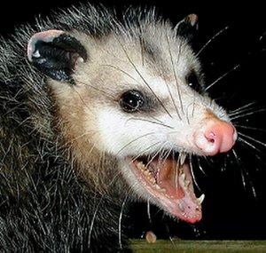Tailmange