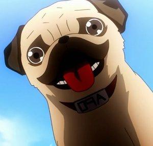 Apo the dog