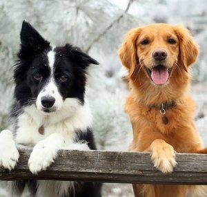 KatsDogs