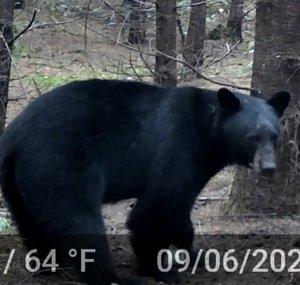 TrailCamsNorthwest