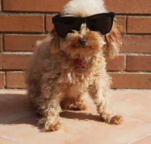 Brit The Cute Dog