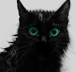 Kat Ven