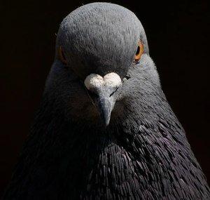 P1geon