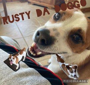 Rusty Da doggo
