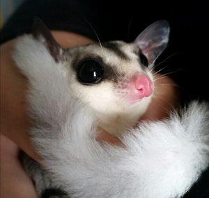 Sugar Glider