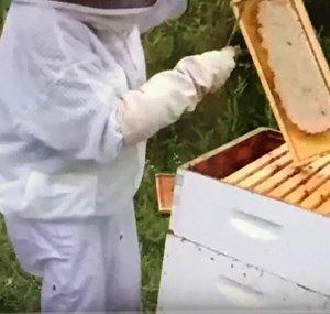 The Bee Lady Apiary 
