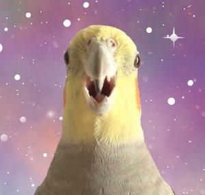 Alex The Honking Bird