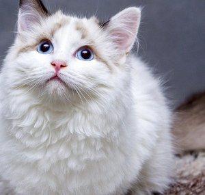 Funnycats