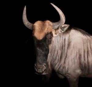 Gnu Cremoso