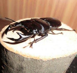 KABU KUWA