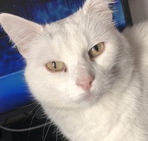 kosskatt