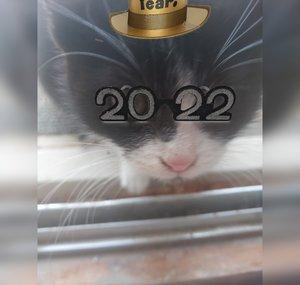tempie