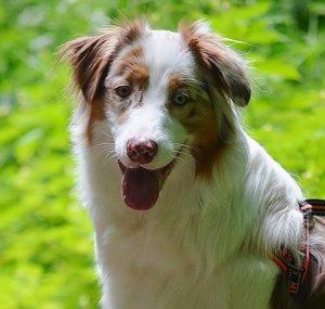 theaussiest