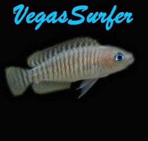 VegasSurfer